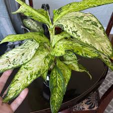 Image result for beautiful dieffenbachia