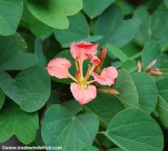 Image result for Bauhinia galpinii