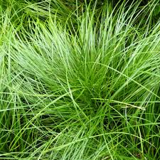 Image result for Carex sp.no.1