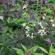 Image result for Clematis recta atropurpurea