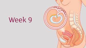 First Trimester Weeks 1 To 12 Tommy S