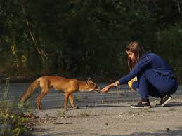 After they were unable to return. What We Know About The Chernobyl Animal Mutations Dianuke Org