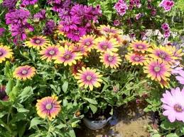 Uno tra i simboli più autentici della primavera, dell'infanzia e della scegli tra le composizioni di margherite fresche, bianche o gialle. Dimorphotheca La Pianta Che Forma Cespugli Colorati Con Fiori Che Assomigliano Alle Margherite