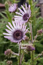 Image result for Berkheya
