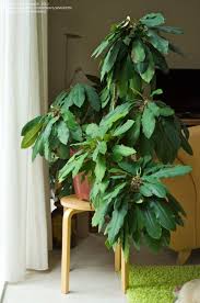 Full Size Picture Of Madagascar Jewel I Euphorbia Leuconeura I Euphorbia House Plants Inside Garden