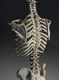 Anterior view of muscle attachments of chest costa. Human Rib Cage 3 4 Back View Human Rib Cage Rib Cage Anatomy Human Ribs