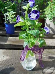 Propagating Torenia Wishbone Plant From Cuttings Torenia Rooted In Water Plants Free Plants Propagating Plants