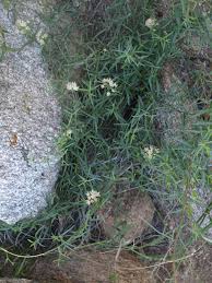 Image result for Marsdenia cynanchoides