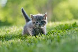 Image result for kittens
