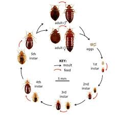 Image result for bed bugs eggs