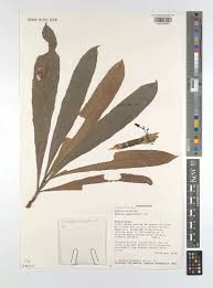 Image result for Brexia