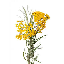 Image result for Helichrysum nitens