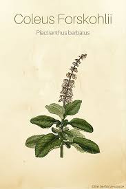 Image result for Coleus barbatus