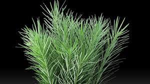 We are family owned and operated florist serving the reading/berks area. Cedar Hills Flowers Foliage Pty Ltd