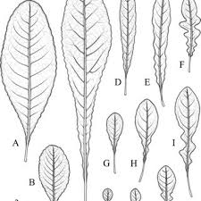 Image result for Anisosepalum alboviolaceum