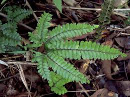Image result for Adiantum hispidulum