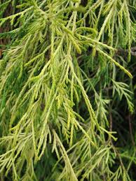 Image result for Cuviera semseii