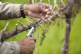 Image result for grape pruning
