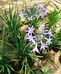 Variegated society garlic tulbaghia violacea silver lace. Society Garlic Edible Edging Sol Mexico News