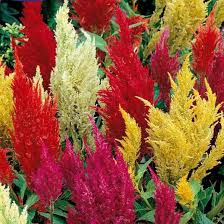 Image result for Celosia trigyna