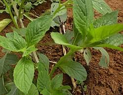 Image result for Crassocephalum ducis-aprutii