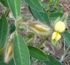 Image result for Crotalaria calycina