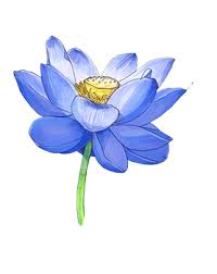 Where to buy lotus flowers online. Fig Lotus Flower Cologne Jo Malone London Jo Malone Us E Commerce Site
