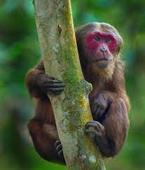 One Of The Rarest Primates In India The Stump Tailed Macaque We Will Try To See This Animal In January On Our Kaziranga Tour Find