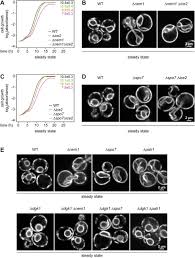 Jasmin moghbeli (born june 24, 1983) is an iranian american u.s. Control Of Endoplasmic Reticulum Membrane Biogenesis By Regulators Of Lipid Metabolism Biorxiv
