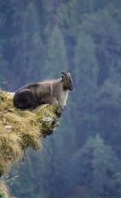 Better Than Being Out On A Limb Up In The Mountains Mountain High How Tall Is The Mountain Mountains Of The Wor Animals Nature Animals Animals Beautiful