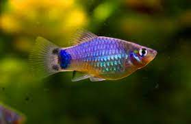 Sifat ikan ini senang berkelompok dan memiliki ukuran tubuh yang kecil. Mickey Mouse Platy Blau Novocom Top