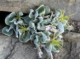 Image result for Macledium zeyheri