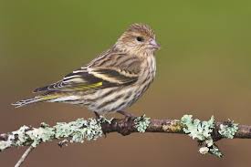 Bird With White Stripes On Wings And Tail Pine Siskin Siskin Painting Subjects Bird Life List