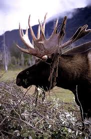 The alaska wildlife conservation center in portage has a huge variety of alaskan wild animals that have been rescued from dire situations. Alaska Wildlife Conservation Center Alaska Wildlife Animals Wild Alaska