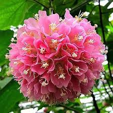Image result for Dombeya