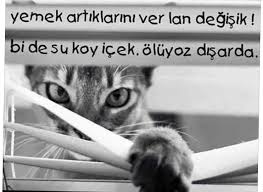 Kedim Agzi Acik Hizli Nefes Aliyor Neden Olabilir