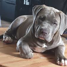 bebe american bully xl de 2 mois american bully pitbull american bully bully pitbull
