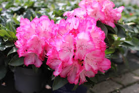 Image result for Komule empire blue