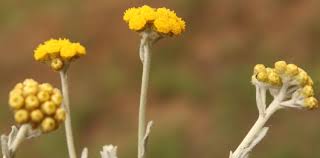 Image result for Helichrysum aureo-nitens