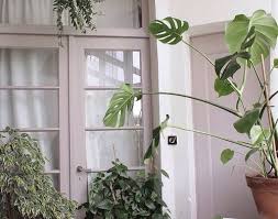 House plants can brighten your home, add to your decor, and remove toxins from your air. æ¨¹è Green White