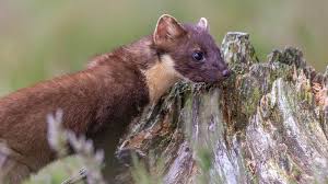 Image result for marten poop