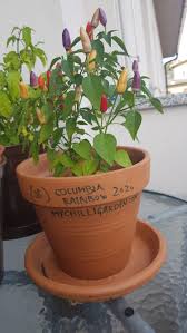 Bolivian rainbow pepper seedsthis is a beautiful ornamental pepper from bolivia. All The Colours Of A Bolivian Rainbow My Chilli Garden