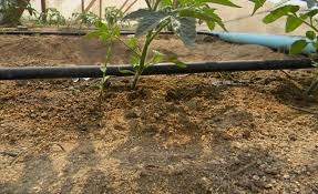 You can take plastic bottles, punch holes in the caps, fill them with water, and shove them. How To Know How Much Water To Irrigate Your Tomato Plants Best Farming Tips