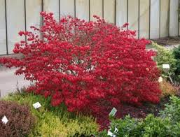 Korkflugelstrauch Compactus Niedriger Korkspindelstrauch Euonymus Alatus Compactus Baumschule Horstmann Garten Bepflanzen Pflanzen Garten