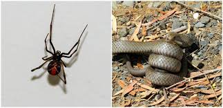 Black widow spiders are found across the u.s and canada, and in other temperate regions around the world. Meanwhile In Australia A Redback Spider Consumes A Baby Brown Snake Redback Spider Spider Small Lizards