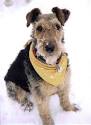 Nicey sur airedales