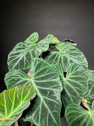 Philodendron Verrucosum In 2020