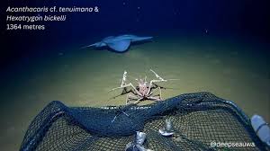 Image result for Pentanisia sykesii