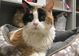 Visit prairie village animal hospital in prairie village, ks and save 25% on your vet bill with a pet plan by pet assure. Cavanaugh Pet Hospital Blue Springs Veterinarians