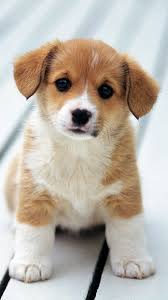 See more ideas about dog wallpaper iphone, dog wallpaper, cute animals. Puppy Iphone Wallpapers Wallpaper Cave